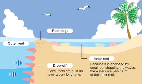 Typical coral reef structure