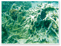 Coral bleaching (Photographer: Professor Suzuki, Shizuoka University)