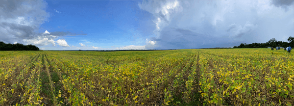 the farmland in Maranhão, Brazil