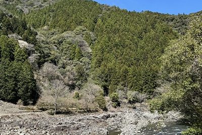 Forest Conservation Project: Mitsubishi Corporation Thousand Year Forest (Also Known as Yataro’s Forest)_02