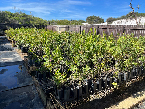 Raising seedlings at a nursery
