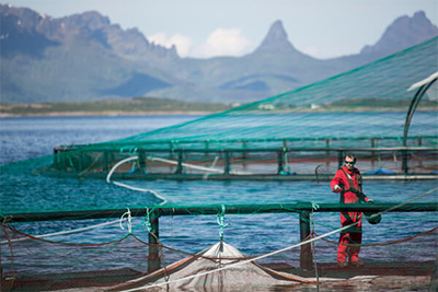 Salmon Aquaculture Industry