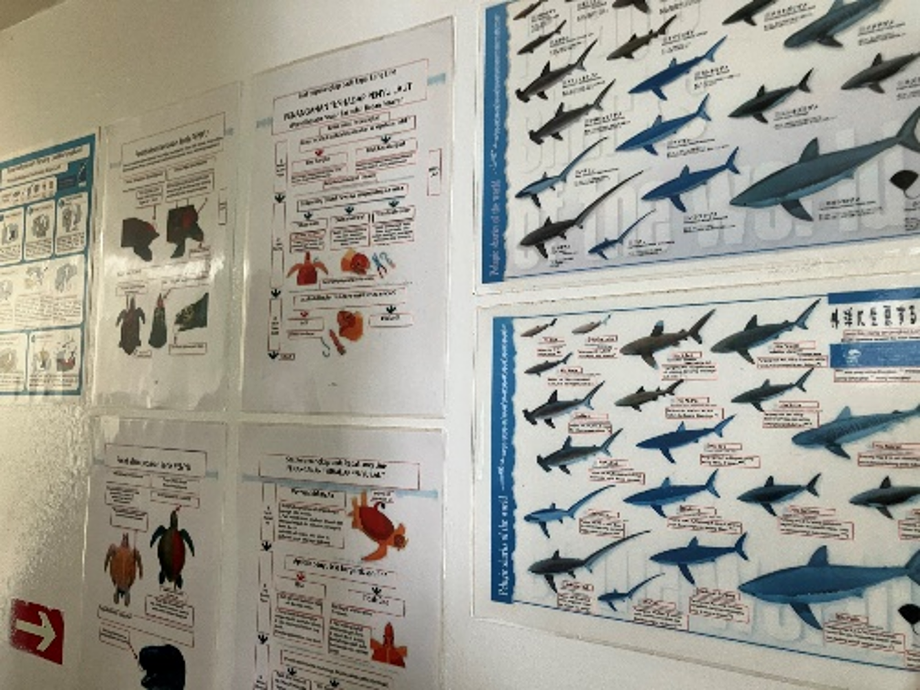 Educational posters on overfishing prevention