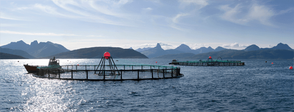 Cermaq