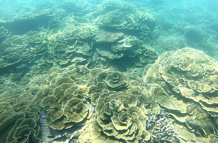 サンゴ礁保全プロジェクト（沖縄・ミッドウェイ・セーシェル）