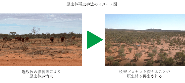 原生林再生プロジェクト/Australian Integrated Carbon 社への資本参画